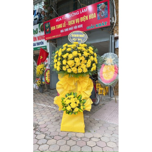 Cây hoa cúc 01