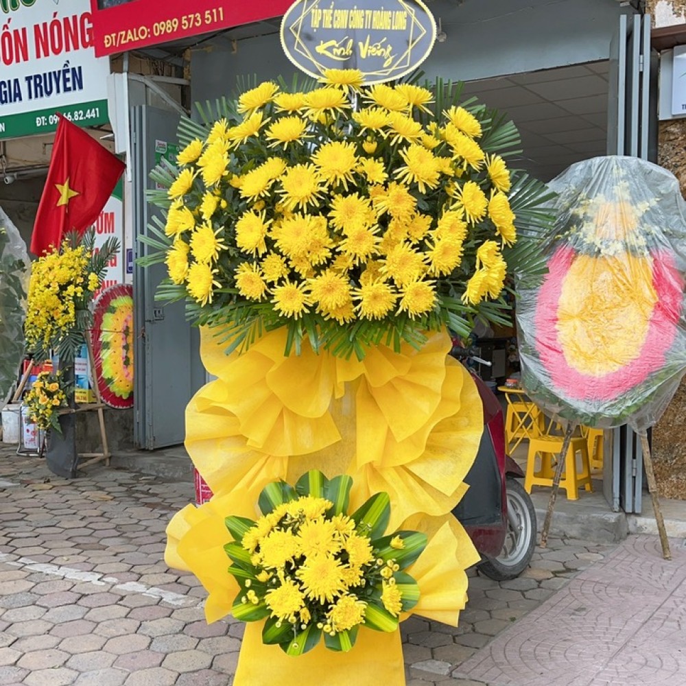 Cây hoa cúc 01