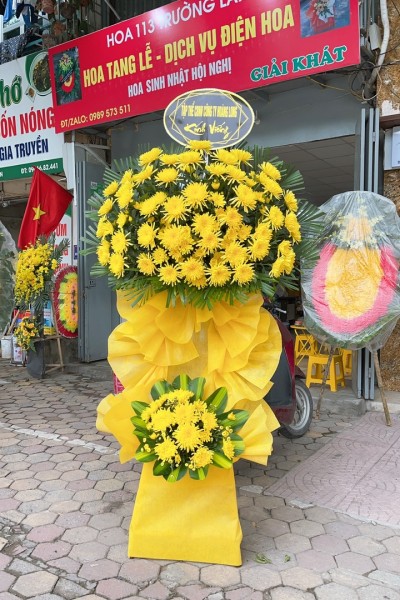 Cây hoa cúc 